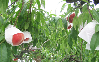 桃の栽培