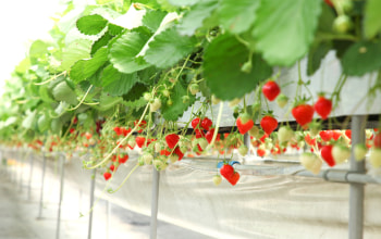 池田観光果樹園