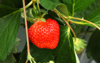 池田観光果樹園