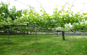 池田観光果樹園