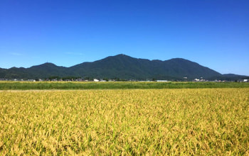 燕市の豊穣な土地から生まれる安心・安全のお米 燕市の豊穣な土地から生まれる安心・安全のお米