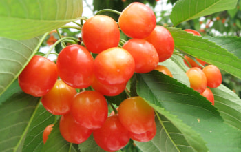 細かな手入れを心掛けている 細かな手入れを心掛けている