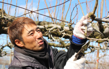 だんだん色がついてきた佐藤錦 だんだん色がついてきた佐藤錦