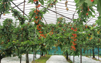 高砂と佐藤錦を栽培 高砂と佐藤錦を栽培