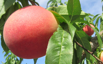 まもなく食べごろの桃 まもなく食べごろの桃