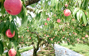 広い桃畑 広い桃畑