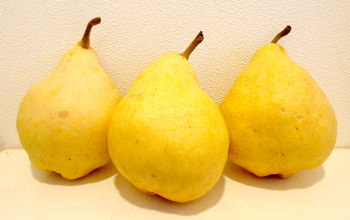 ル・レクチェの栽培も行っている ル・レクチェの栽培も行っている