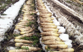 商品に使われる自家栽培大根。雪によって甘みを増しているのが特徴