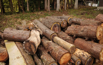 間伐した木 間伐した木