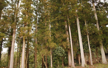 アトリエ周辺の森 アトリエ周辺の森