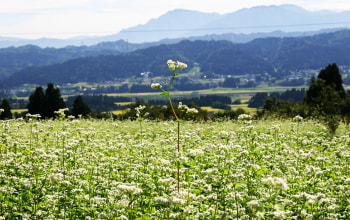 大自然で育った「とよむすめ」 大自然で育った「とよむすめ」