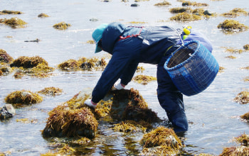 日本海で天然のフノリを採取
(画像は下北半島での様子) 日本海で天然のフノリを採取
(画像は下北半島での様子)