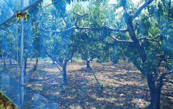 くだもの屋にへじ