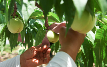 くだもの屋にへじ