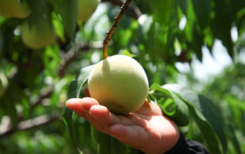 くだもの屋にへじ