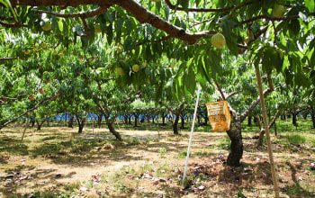 くだもの屋にへじ