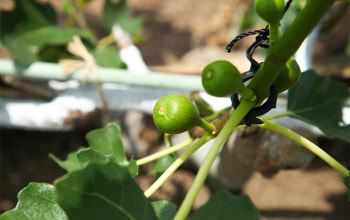 くだもの屋にへじ