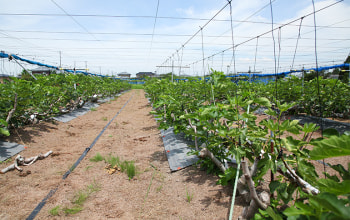 くだもの屋にへじ