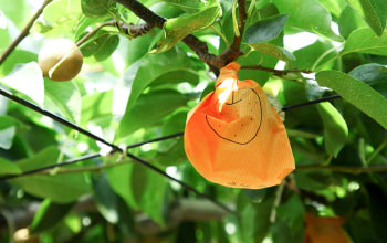 くだもの屋にへじ