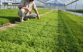 田植え前の苗 田植え前の苗