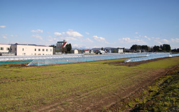 スイカやメロンも育てている スイカやメロンも育てている