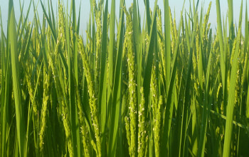 お米リラックス