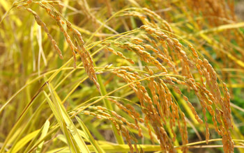 お米リラックス