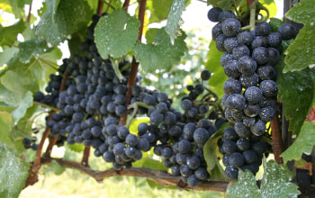 カーブドッチワイナリー