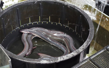 越後魚屋うなふく