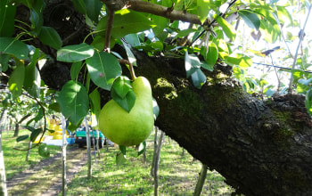 おおの果樹園