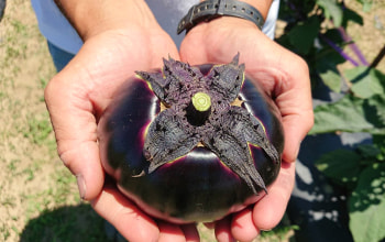 長岡やさい耕房