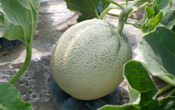真田農園