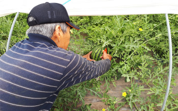 有限会社ナカノフーズ