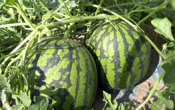 有限会社ナカノフーズ