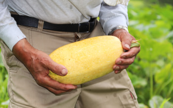 (企)川谷もより農産加工所