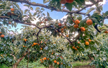 がわそ兵衛門ファーム