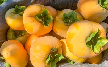 がわそ兵衛門ファーム