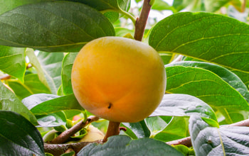 がわそ兵衛門ファーム