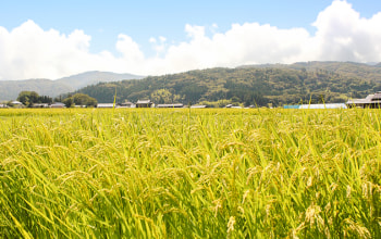 佐渡アグリカルチャーシップ