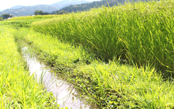 佐渡アグリカルチャーシップ