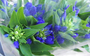 佐渡アグリカルチャーシップ