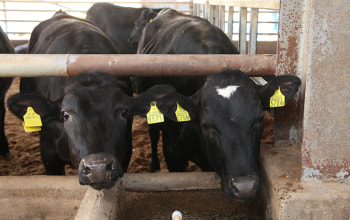 肉質の柔らかいメス牛のみを飼育 肉質の柔らかいメス牛のみを飼育