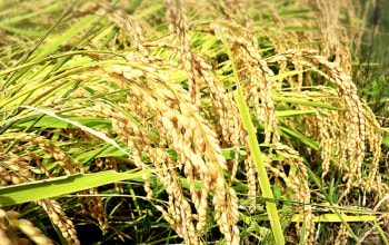 立派に色づいた稲穂 立派に色づいた稲穂