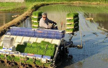 田植えをする4代目 田植えをする4代目