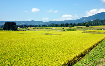 山間部に段々と田が並ぶ、眺めも絶景な『棚田』