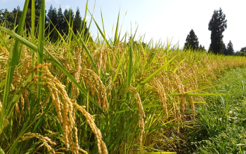 新潟県が認めた安全な特別栽培米コシヒカリ