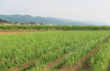 ぷちファームいけだ