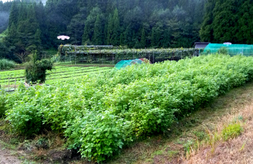 Oil&pickles factory寿