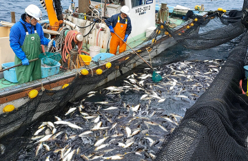 粟島定置