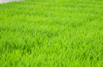 堀川農園